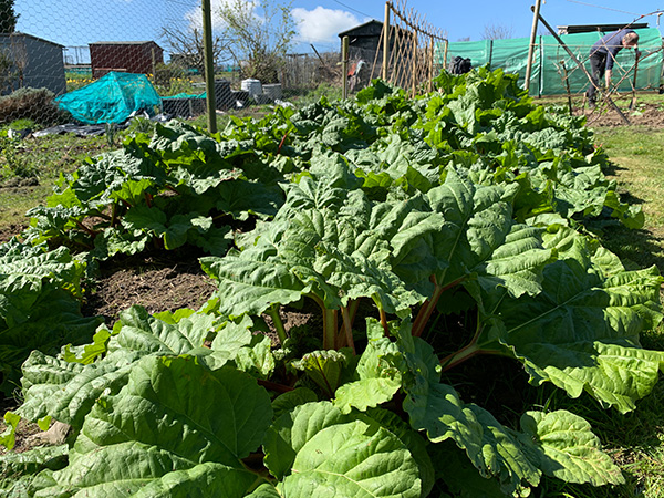 Growing rhubarb