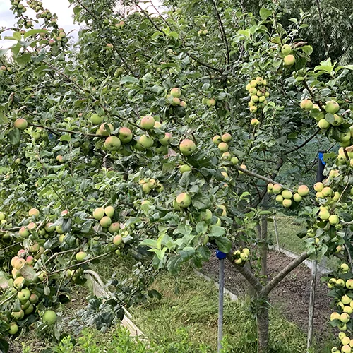 Apple Trees