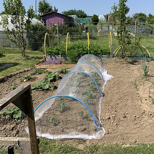 cabbage plants