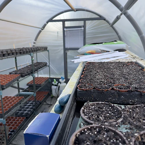 Seed trays