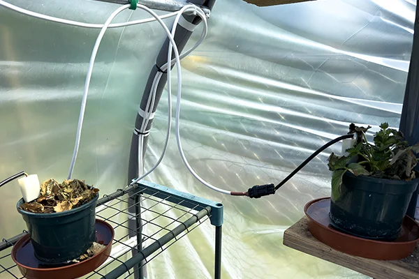 Sensor in Strawberry pots