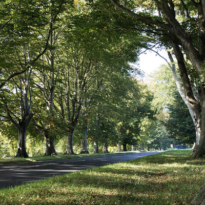 row of trees