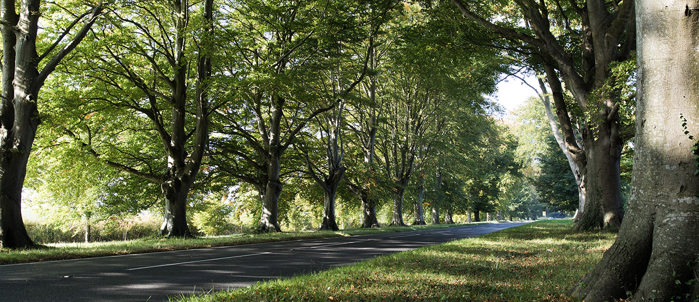 row of trees