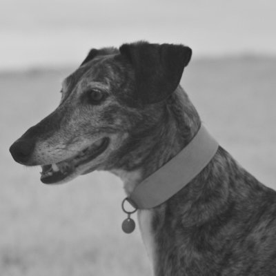 brandy