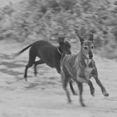 brandy and jade running