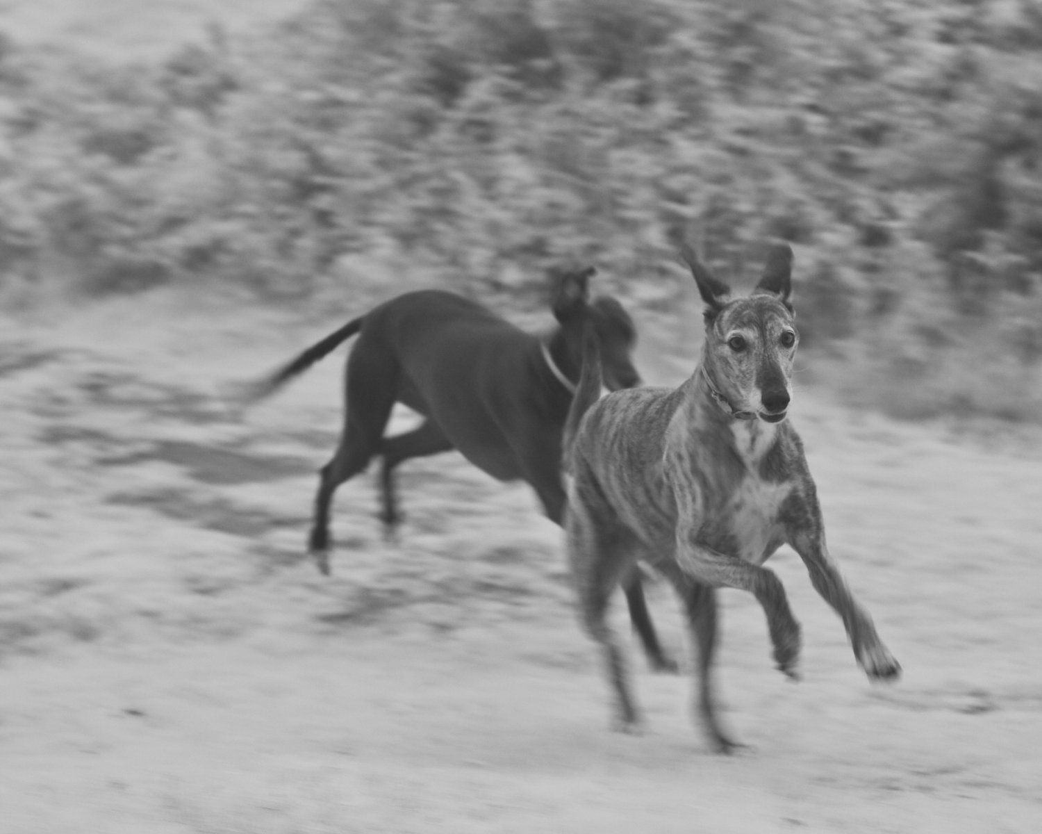 Photo of brandy and jade running