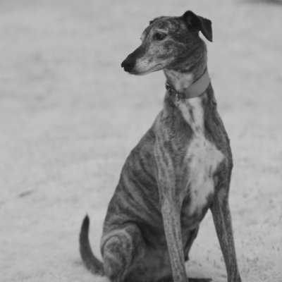 brandy sitting