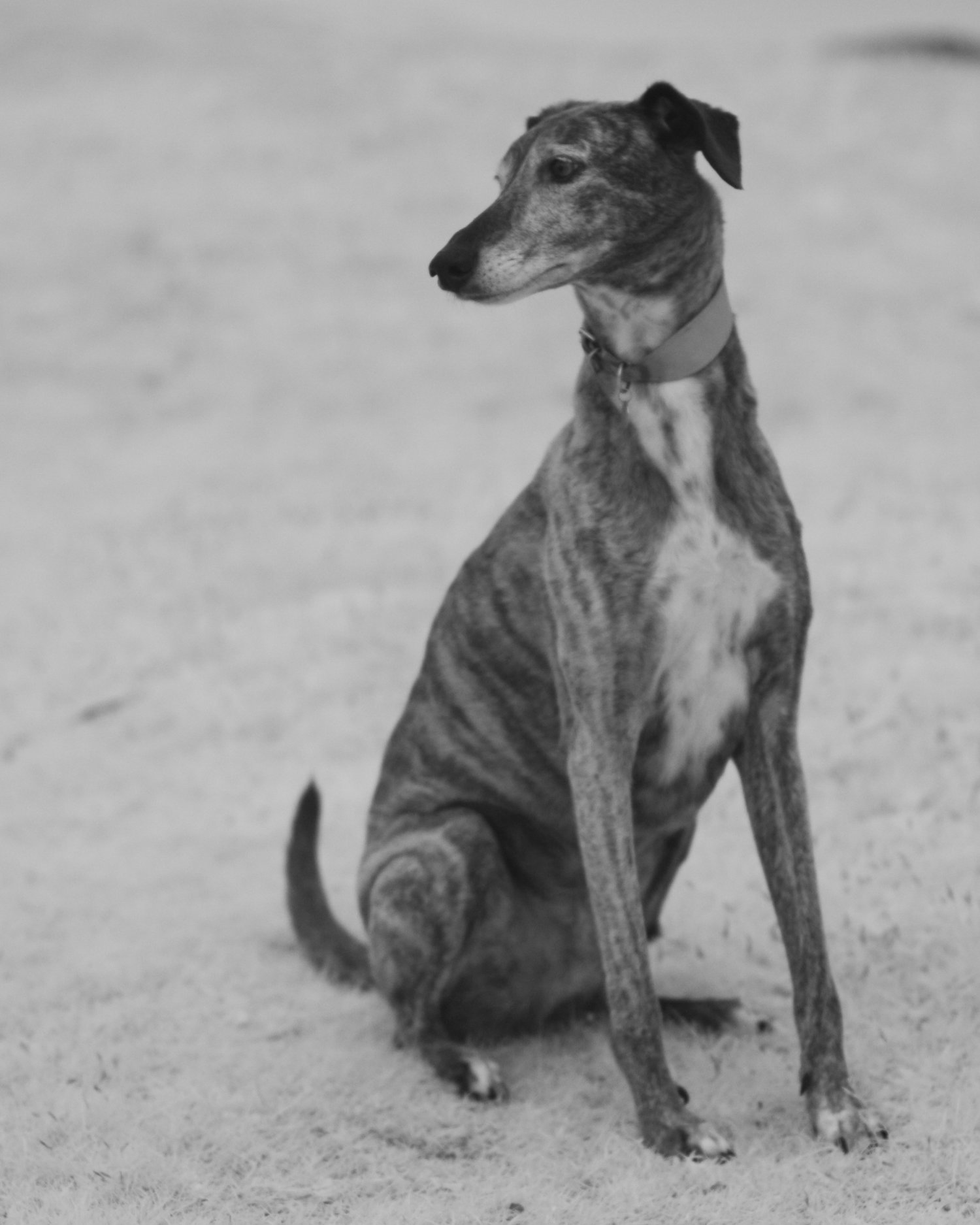 Photo of brandy sitting