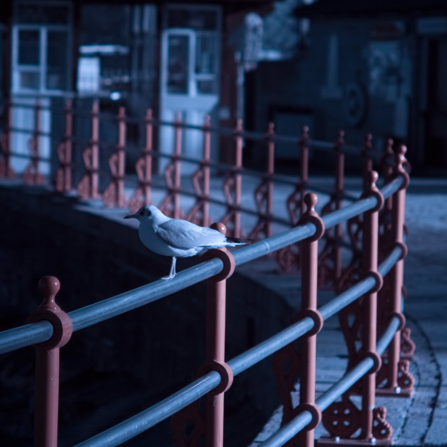 gull on railings