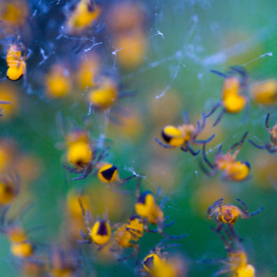 baby spiders