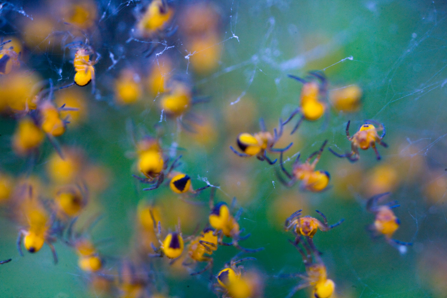 Photo of baby spiders
