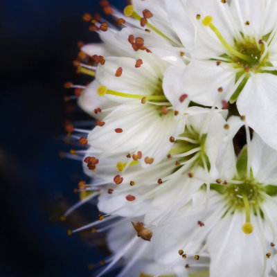 flowers on tree branch