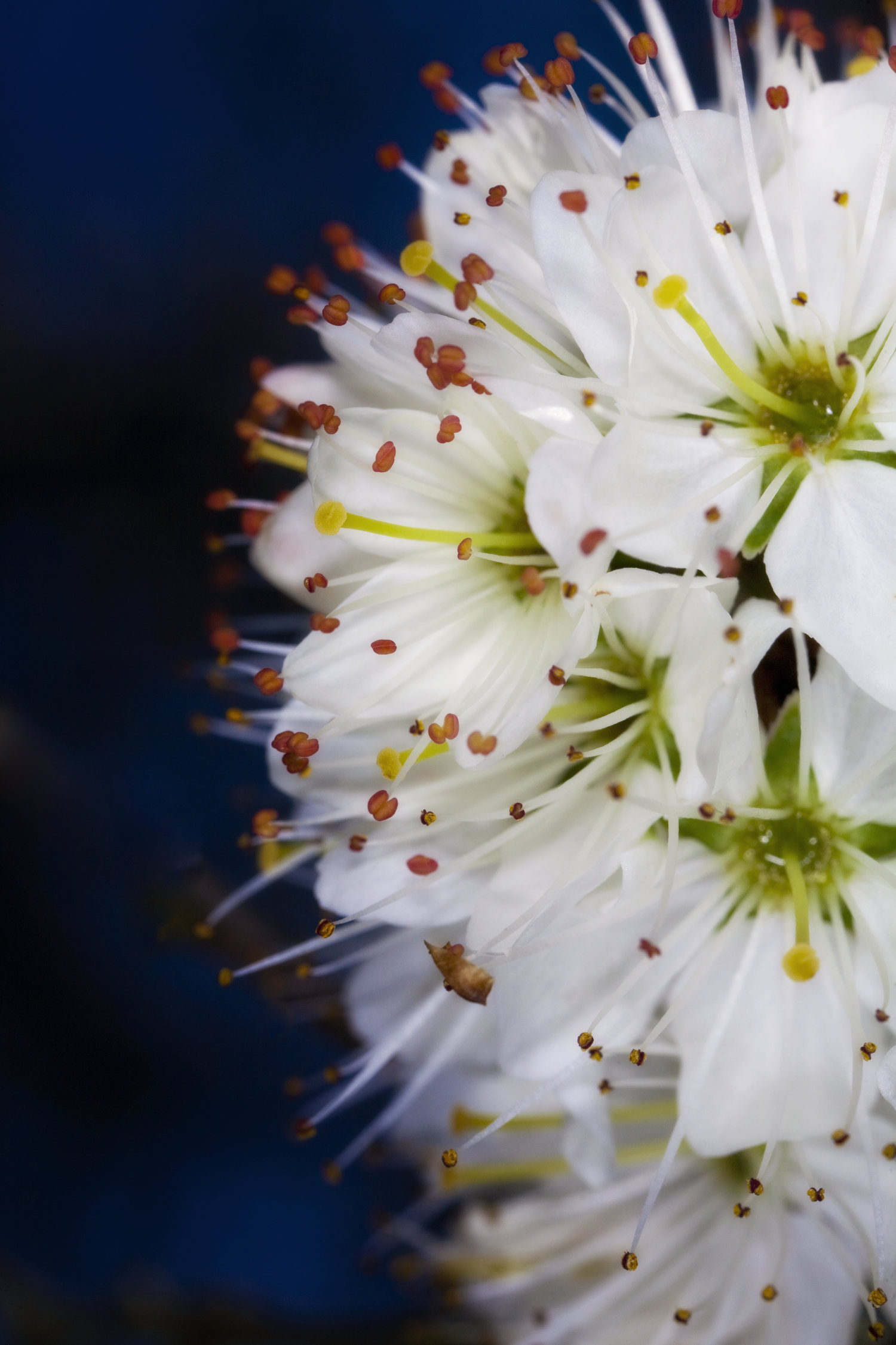 flowers on tree branch