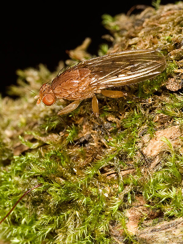 Fly on moss covered branch