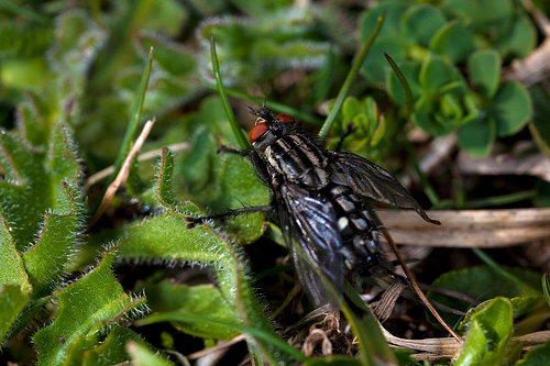 Photo of fly on plants