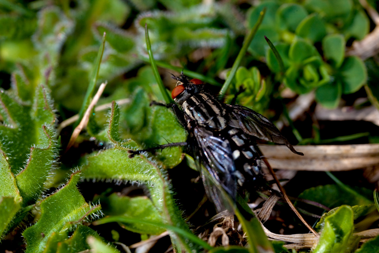 fly on plants