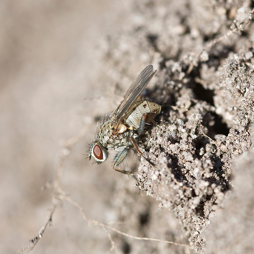 Photo of fly on soil