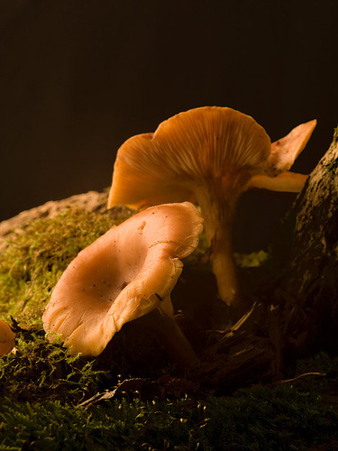 Photo of Fungi on moss covered branch