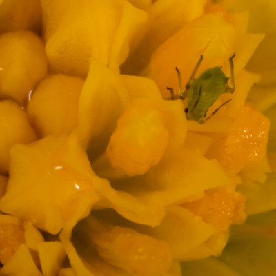 Greenfly on flower