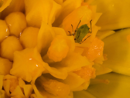 Photo of Greenfly on flower