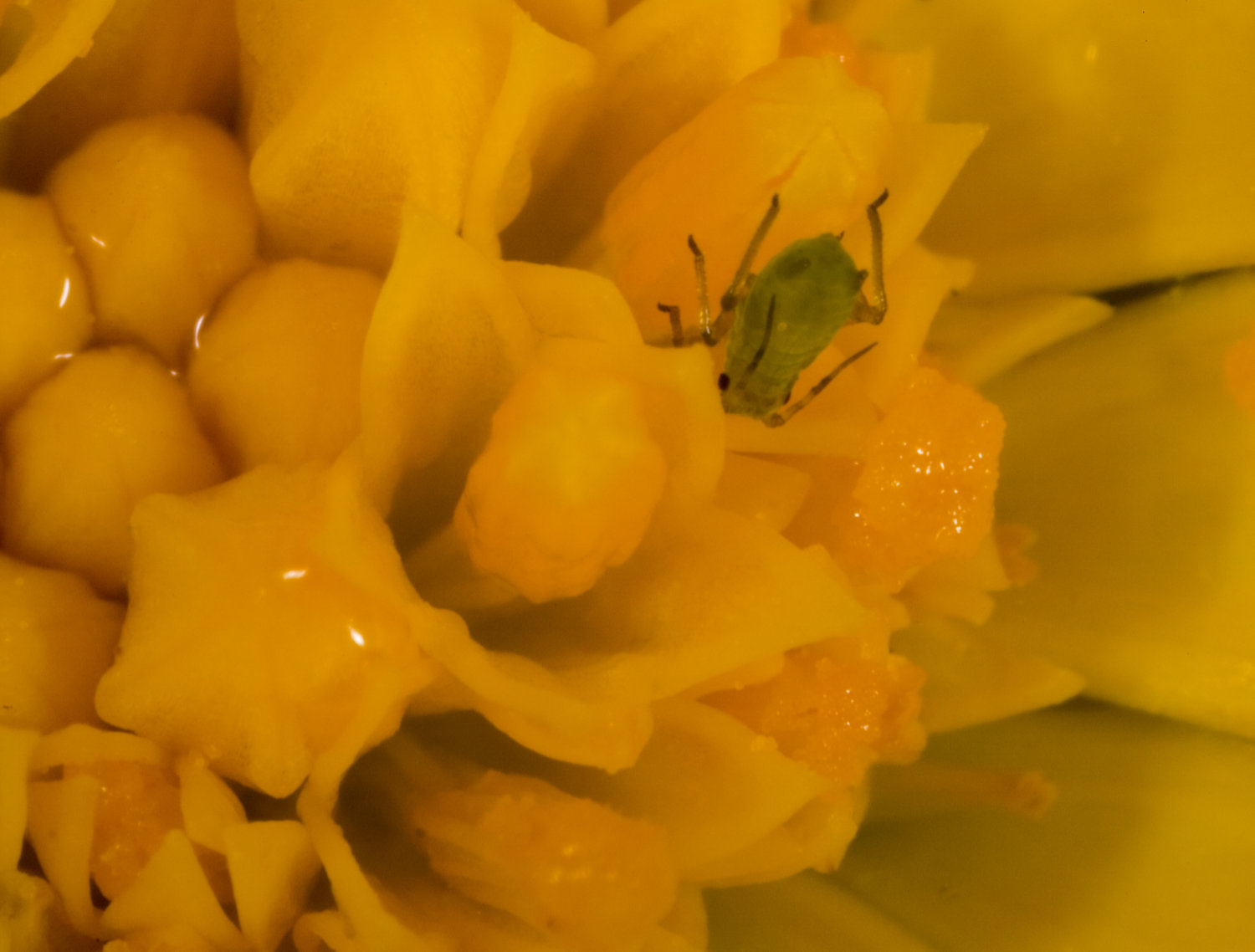 Greenfly on flower