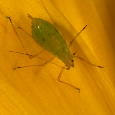 Greenfly on flower petal