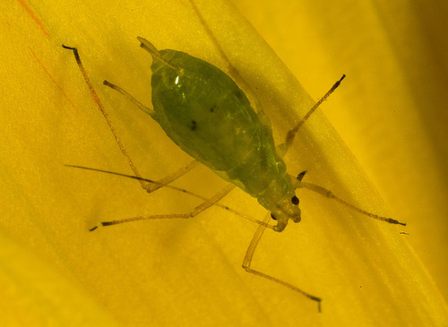 Photo of Greenfly on flower petal