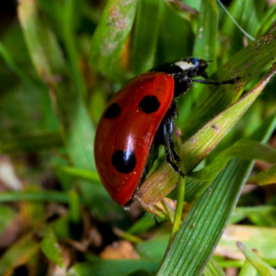 Ladybird
