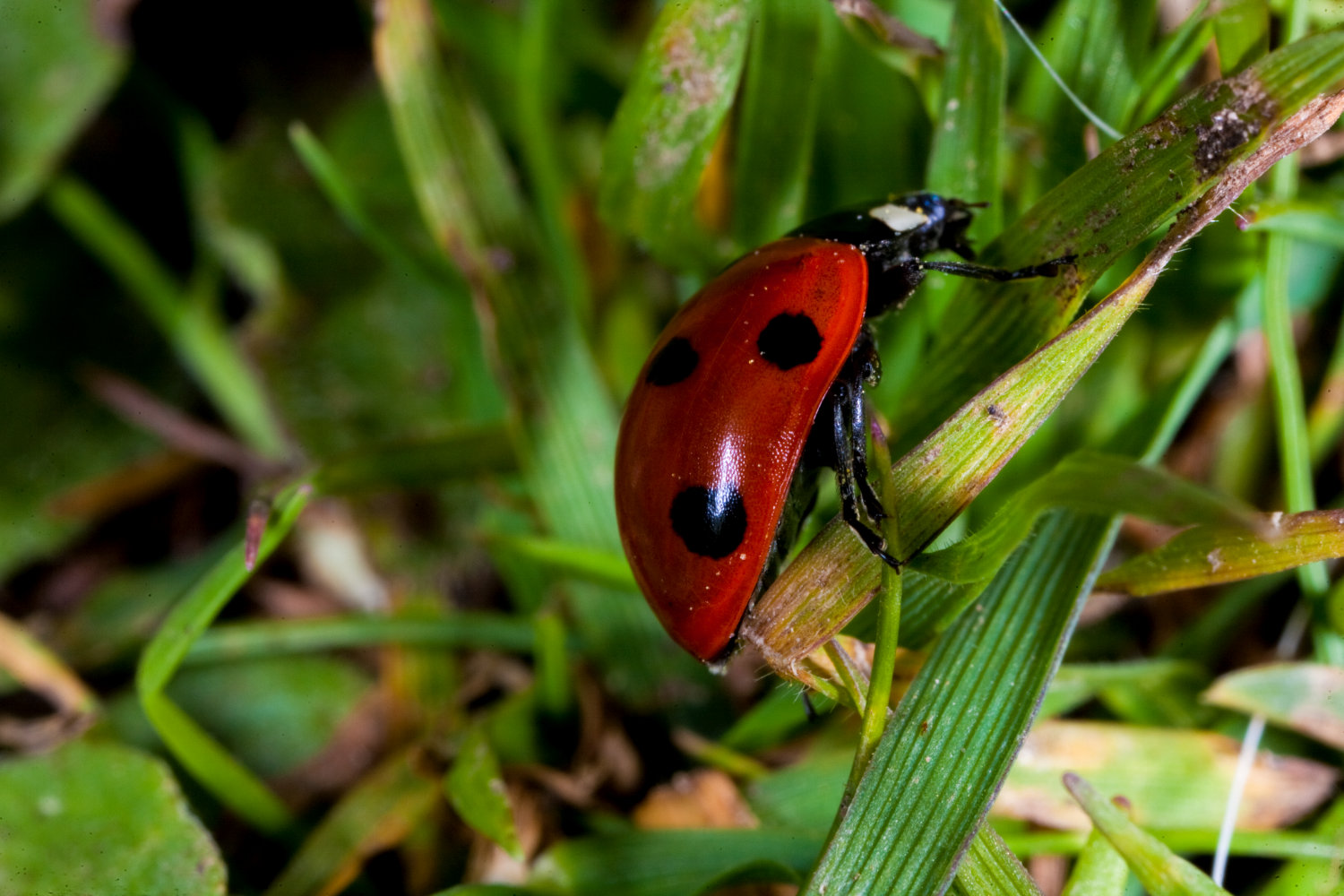 Ladybird