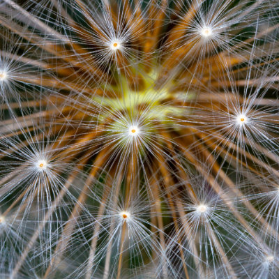Dandelion seeds
