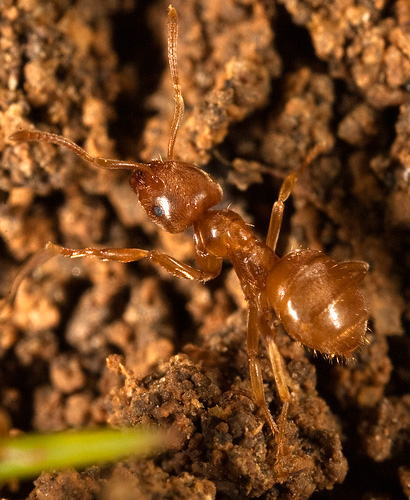 Photo of Red Ant