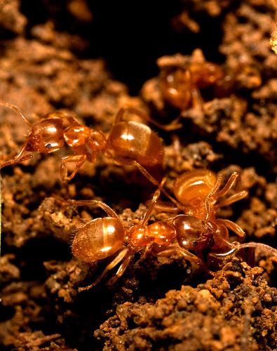 Photo of Red Ants
