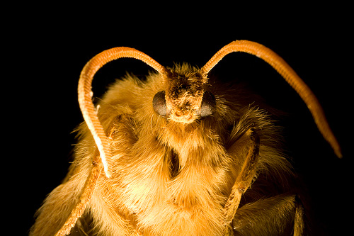 Photo of the moth