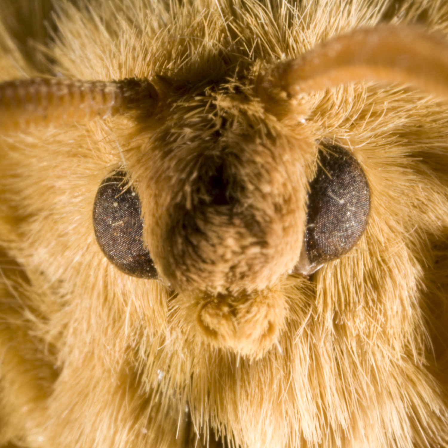 Photo of Moth head