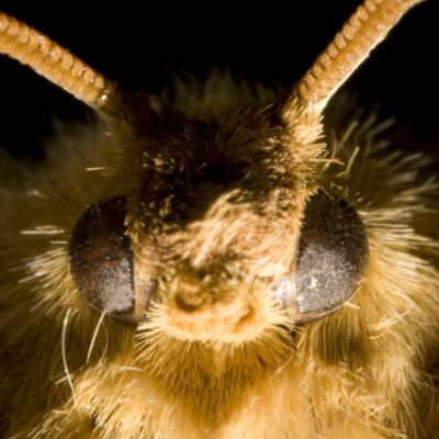 the moth