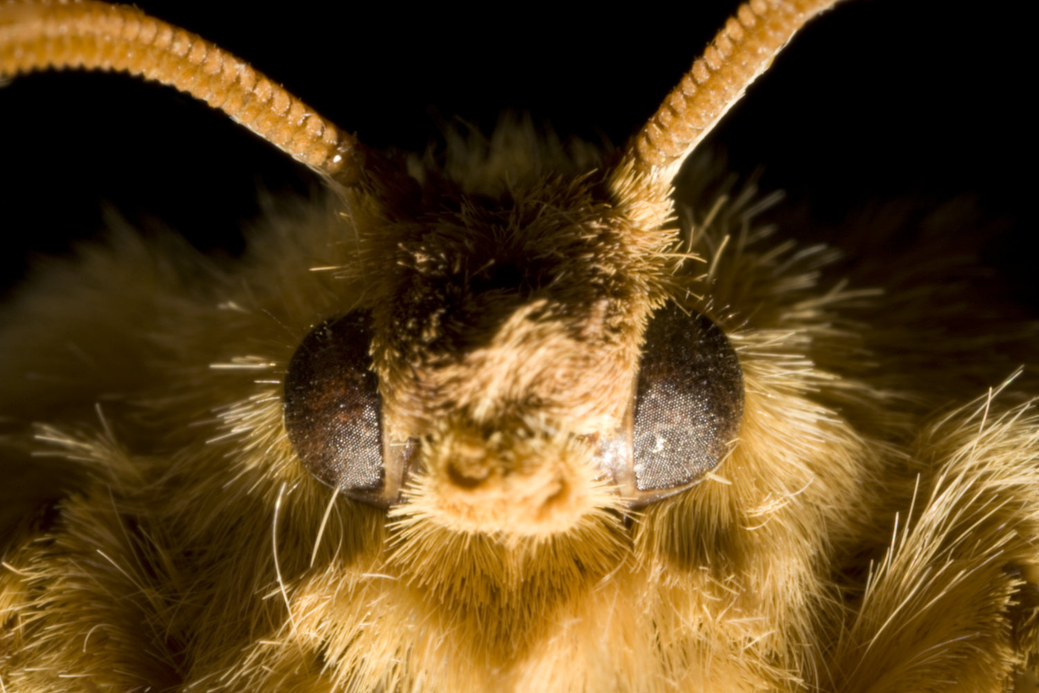 Photo of the moth