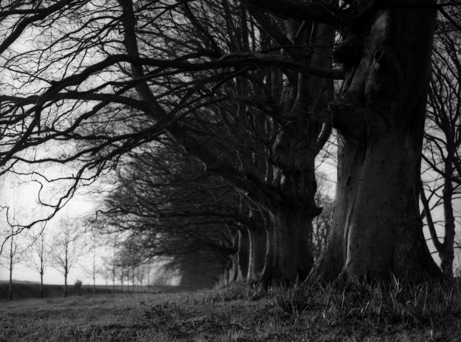 bw avenue of trees Brian Dorey Gallery ref 39
