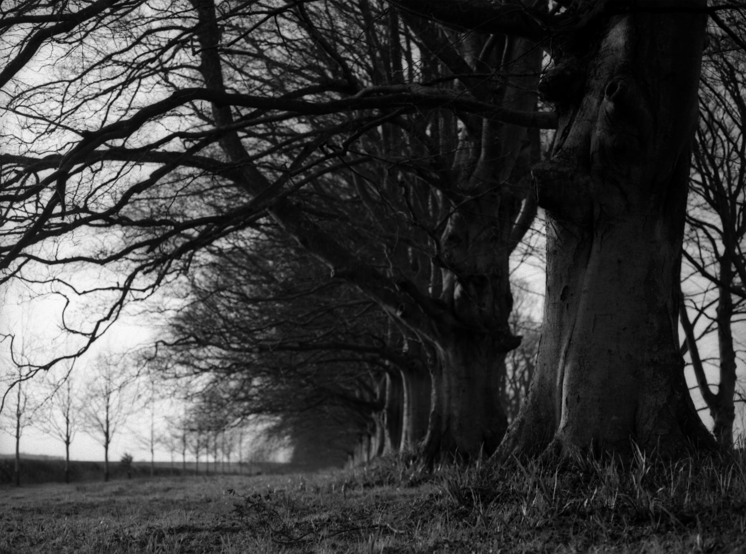 bw avenue of trees