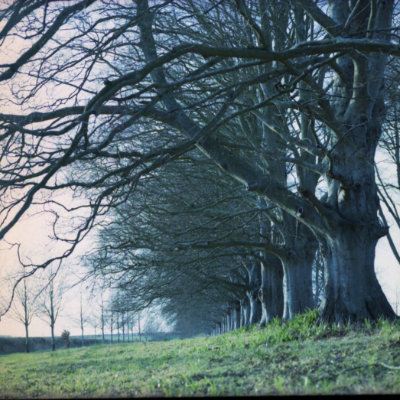 colour avenue of trees