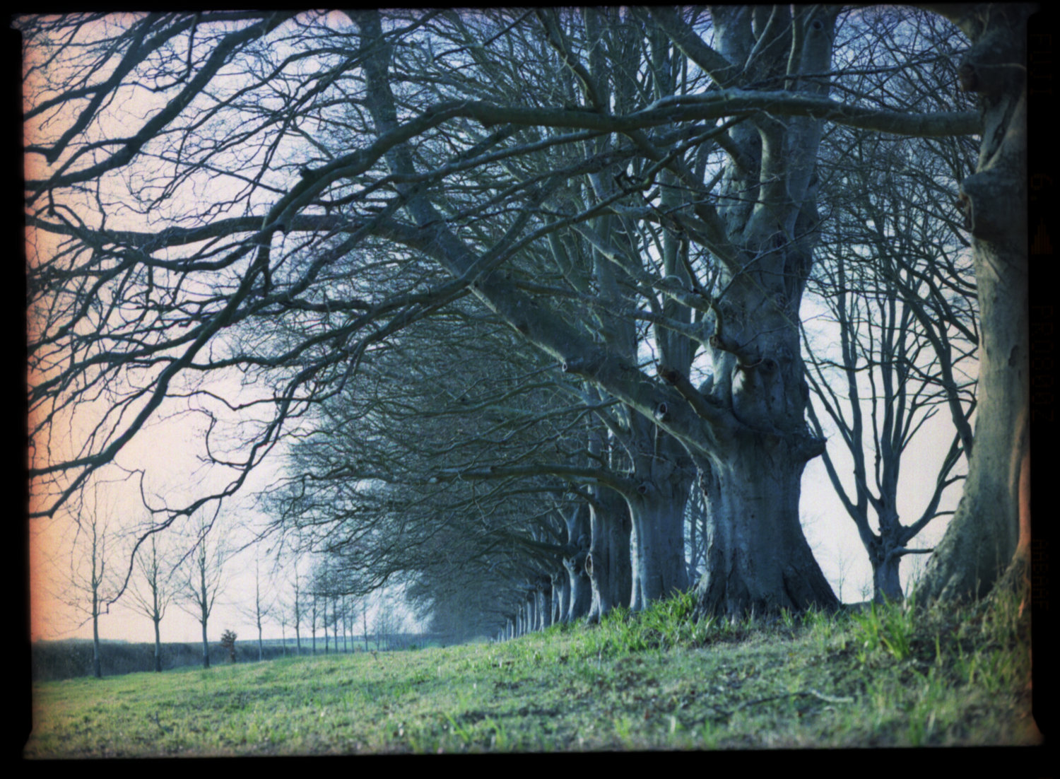 Photo of colour avenue of trees