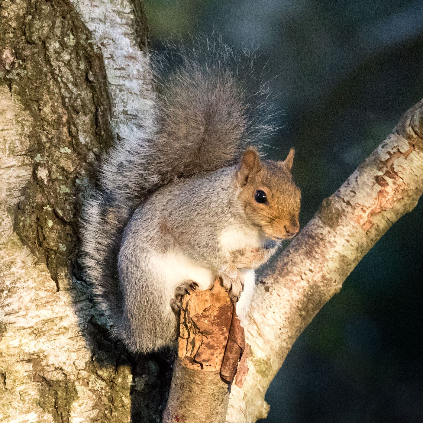 Squirrel at Arne