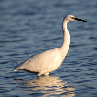 Little Egret