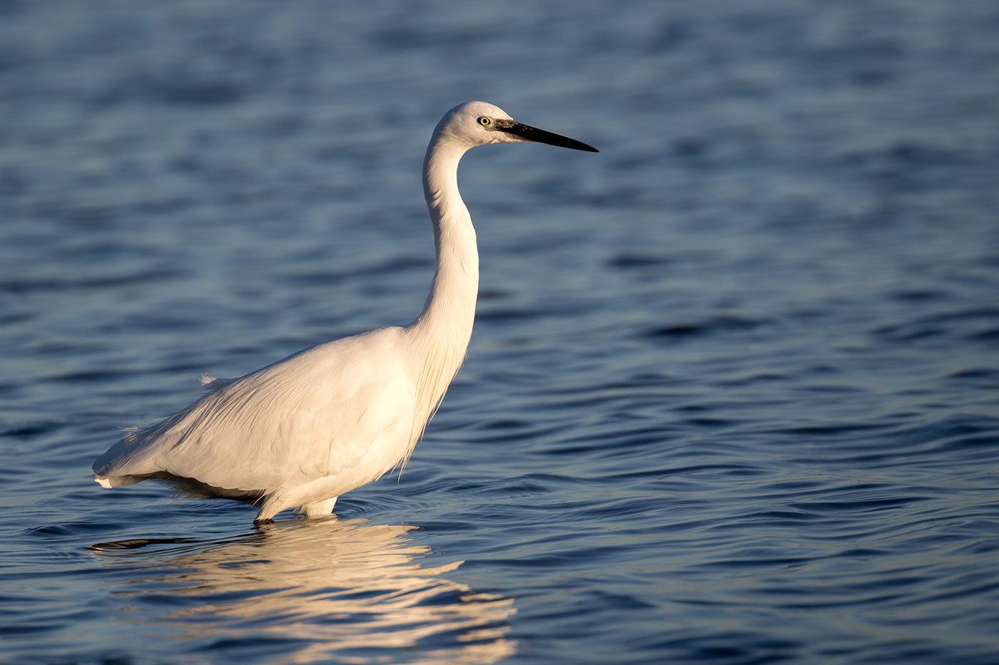 Little Egret