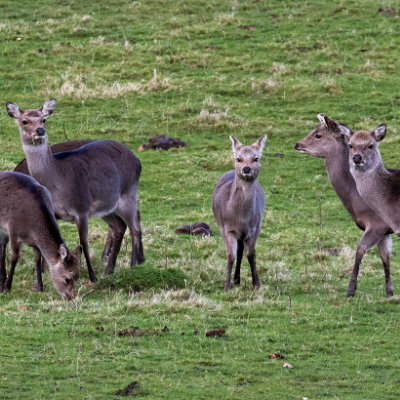 Six Deer