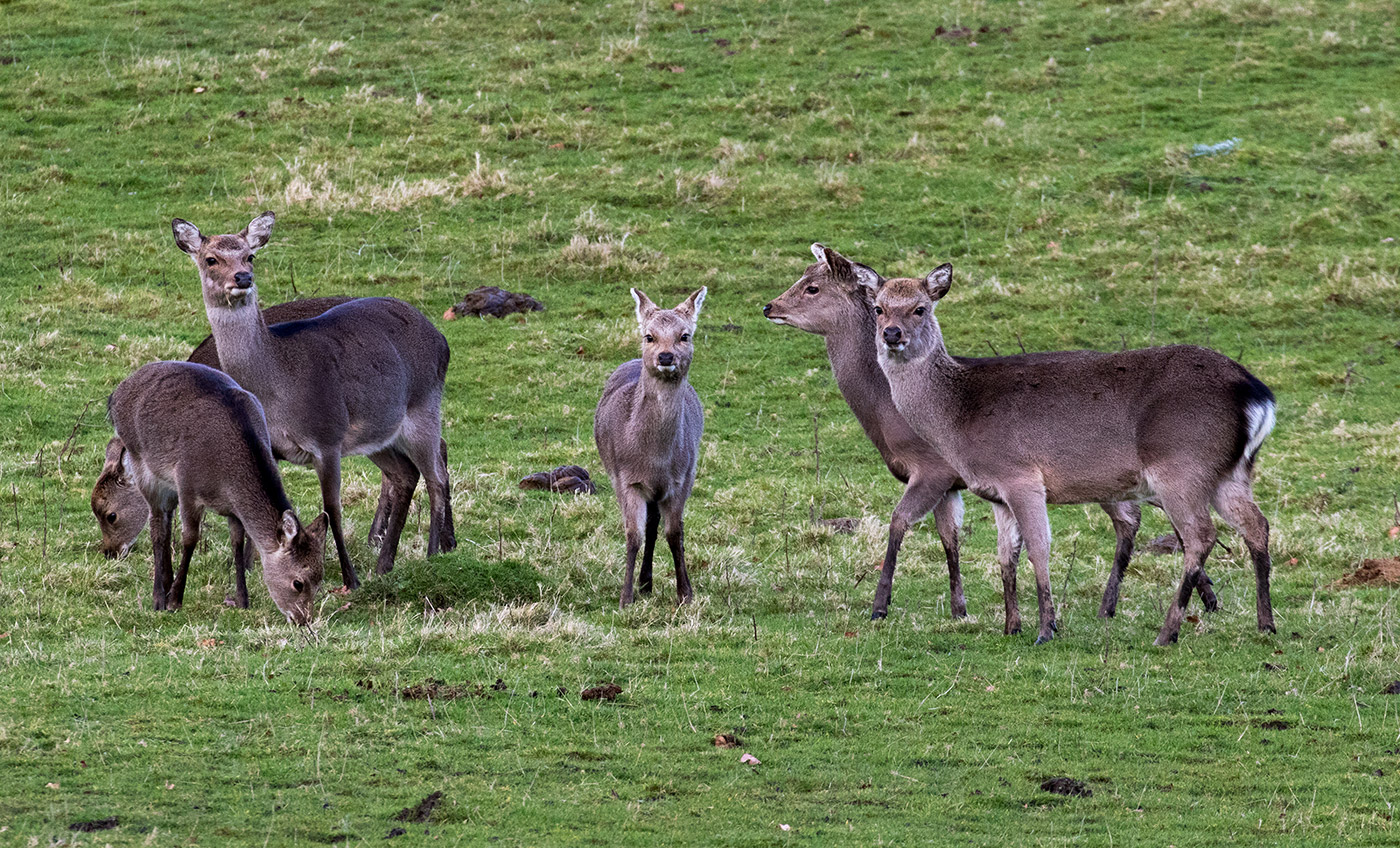 Photo of Six Deer