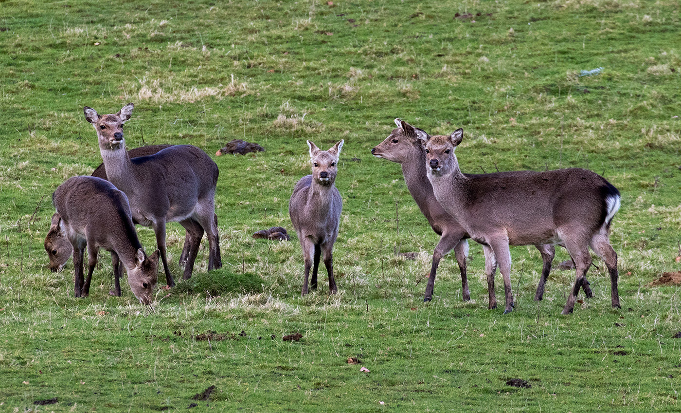 Six Deer