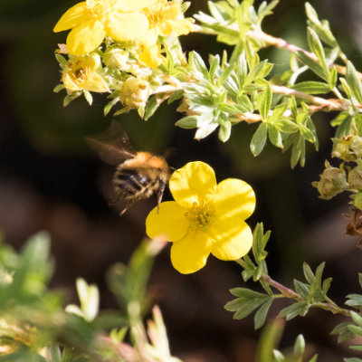 Bee Landing