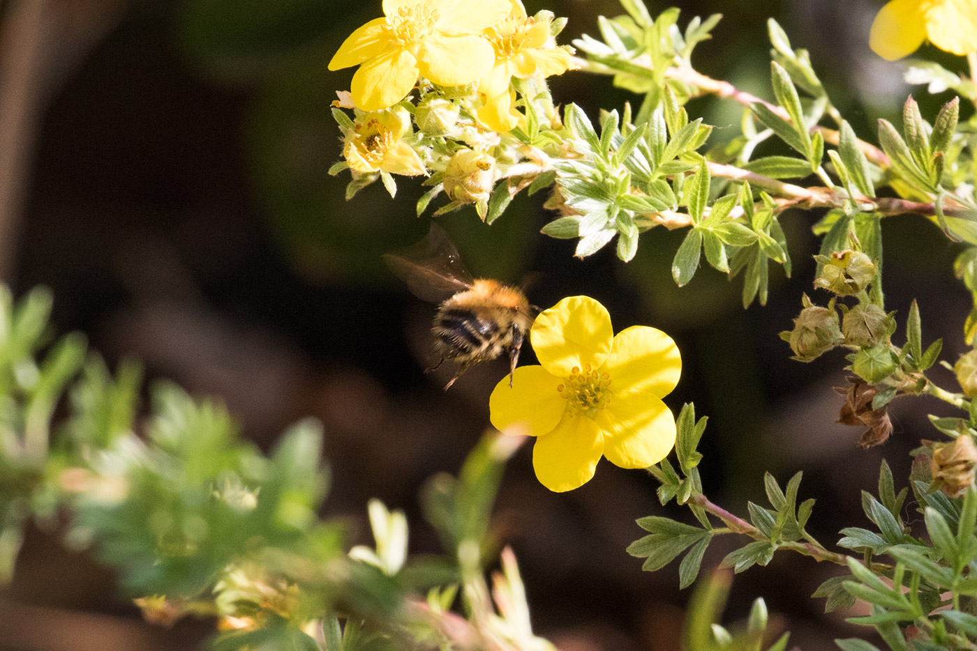 Bee Landing