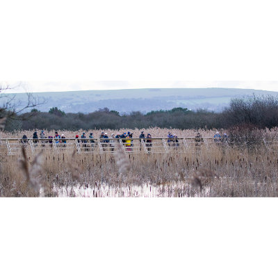 birdwatchers in a row