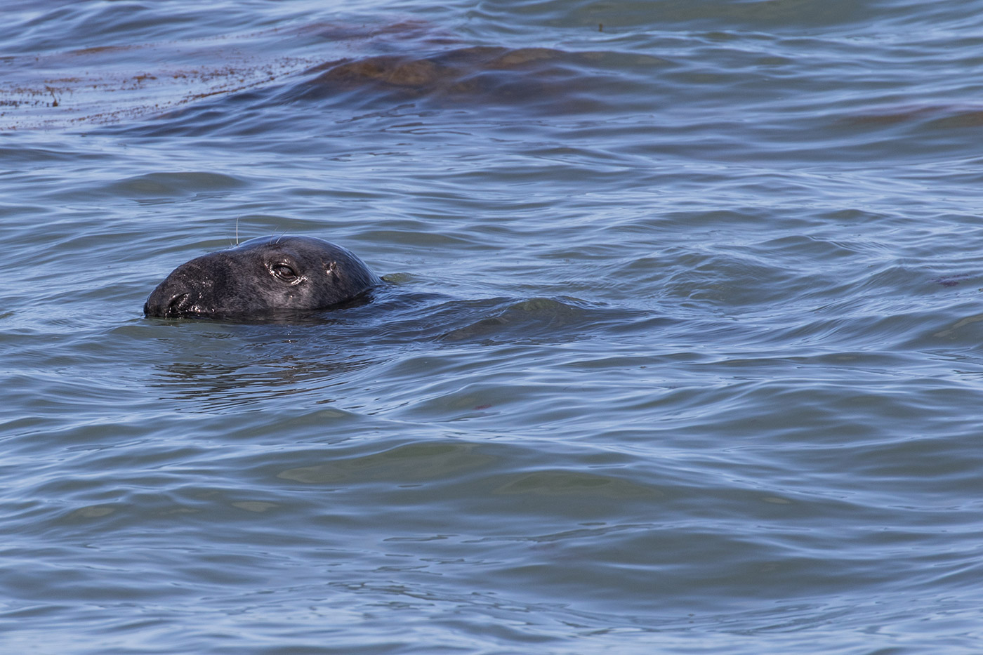 Photo of Common Seal in Durlston Bay